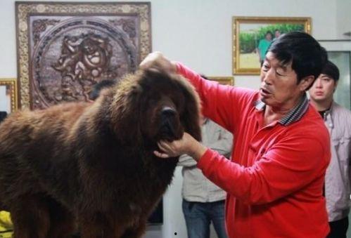 藏獒先生爆料视频播放,揭秘视频背后的惊人真相